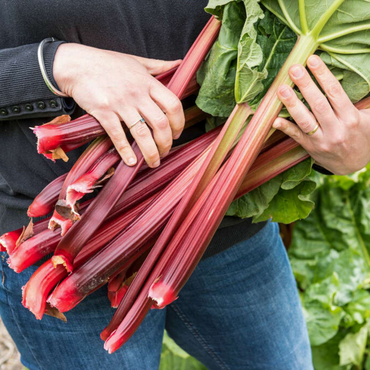 Rhabarber ‘Sutton's Seedless’